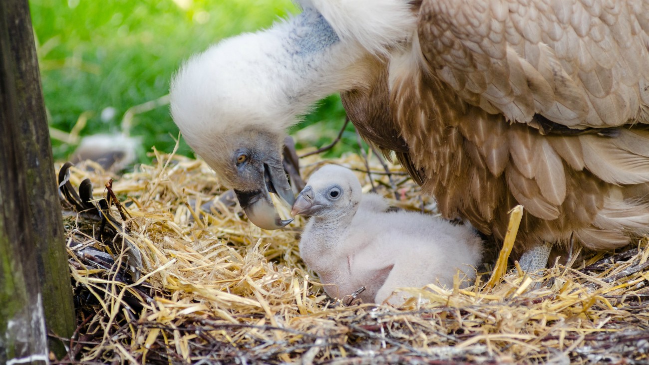 L Histoire Du Bebe Vautour Et De Ses Deux Papas